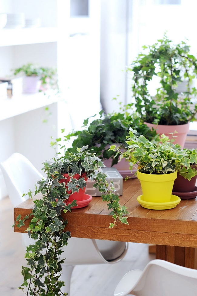 Plantas para pisos pequeños