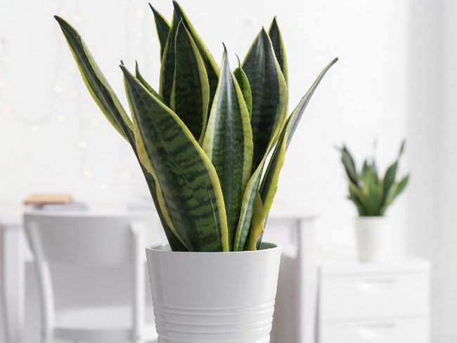 Plantas para pisos pequeños