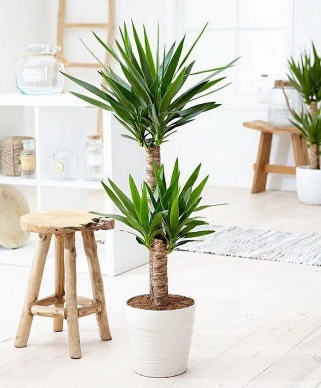 Yucca en maceta