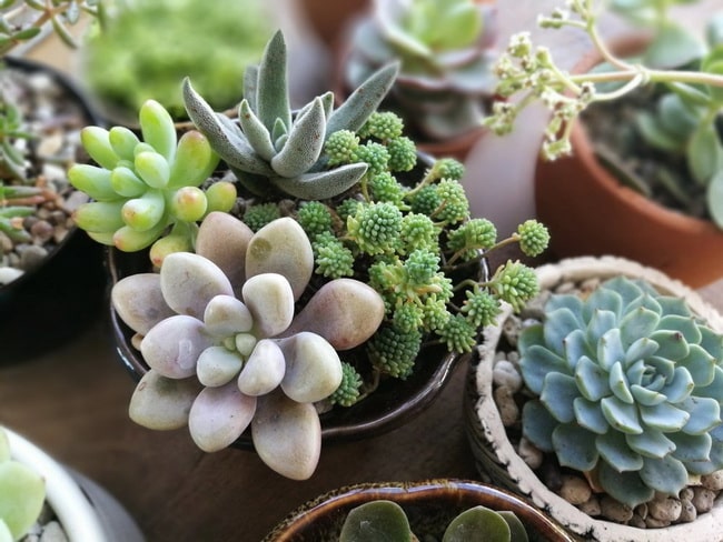 Suculentas para decorar espacios pequeños