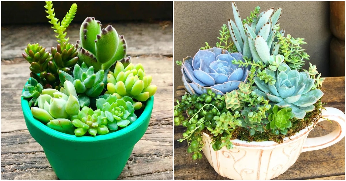 Plantas para pisos pequeños