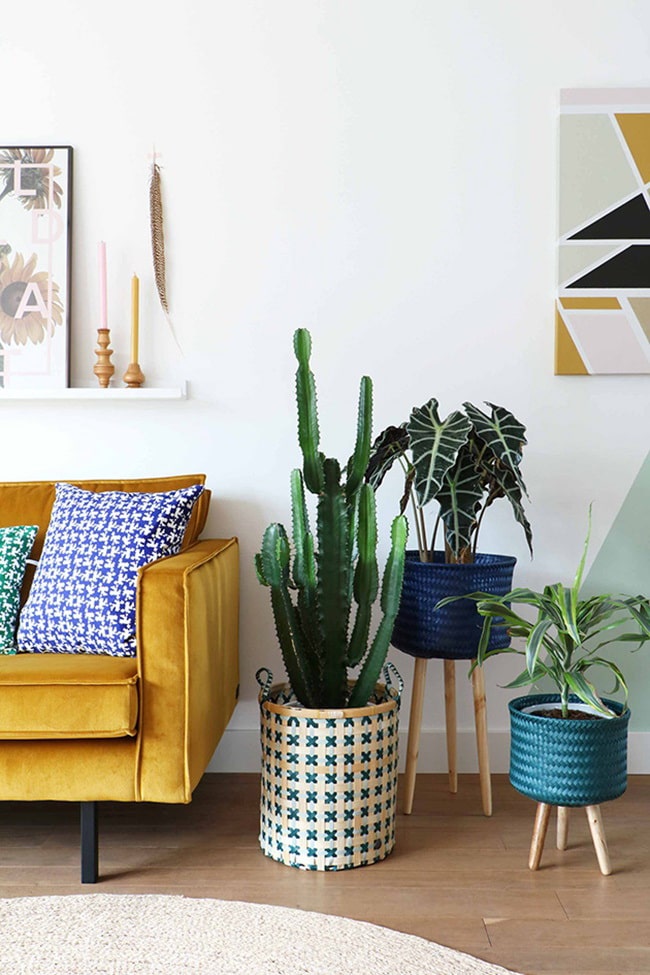 Salón con plantas