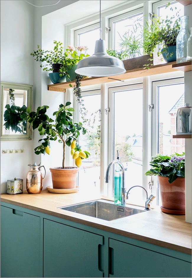 Cómo decorar tu casa con plantas