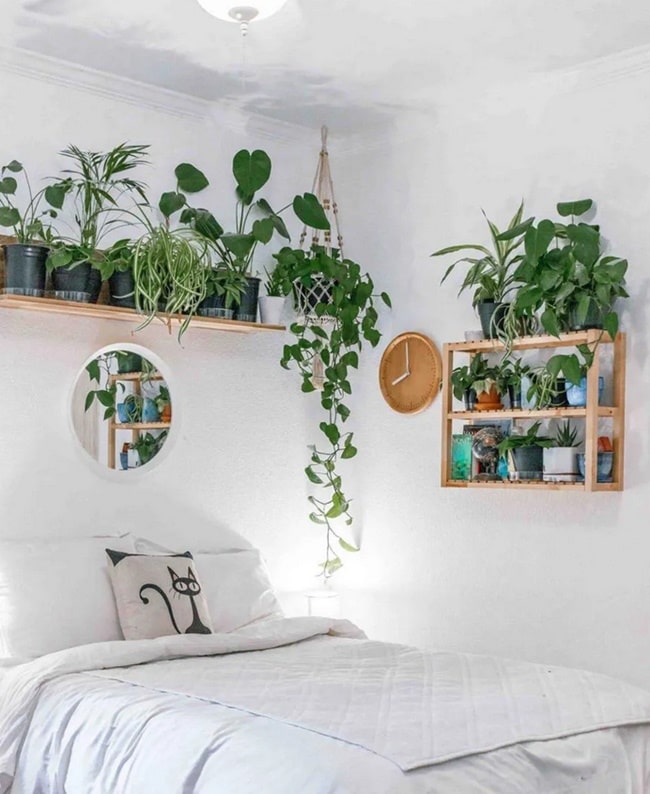 Cómo decorar tu casa con plantas