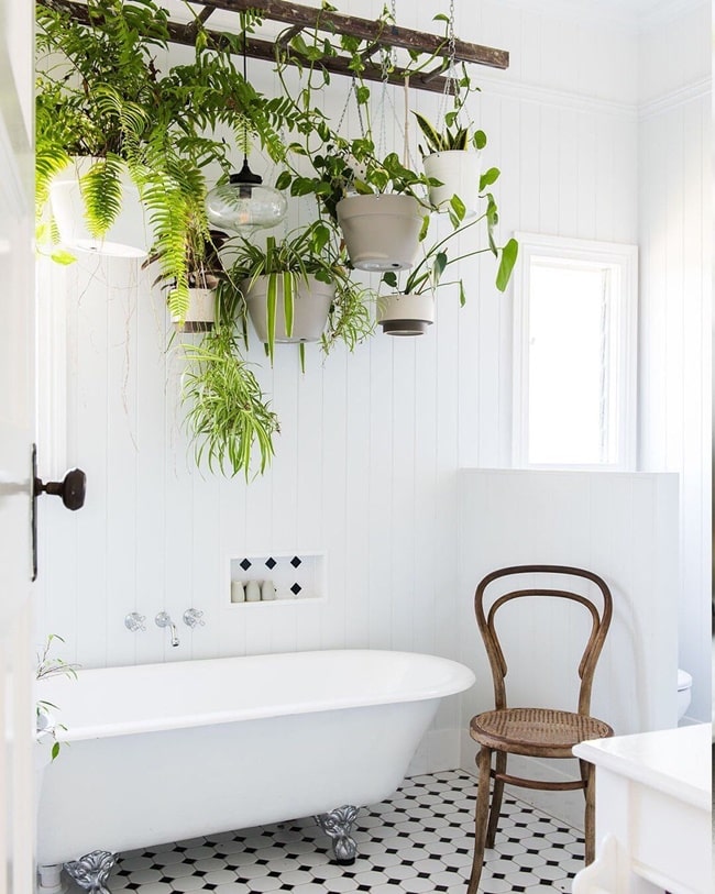 Cómo decorar tu casa con plantas