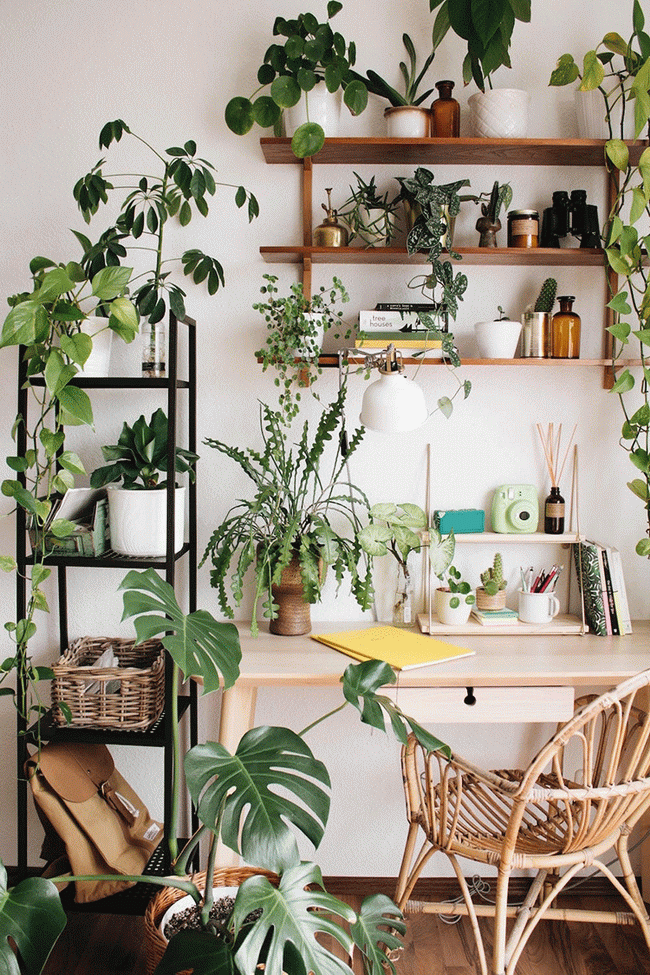 Espacio de trabajo con plantas