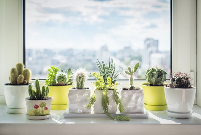 Cómo decorar tu casa con plantas