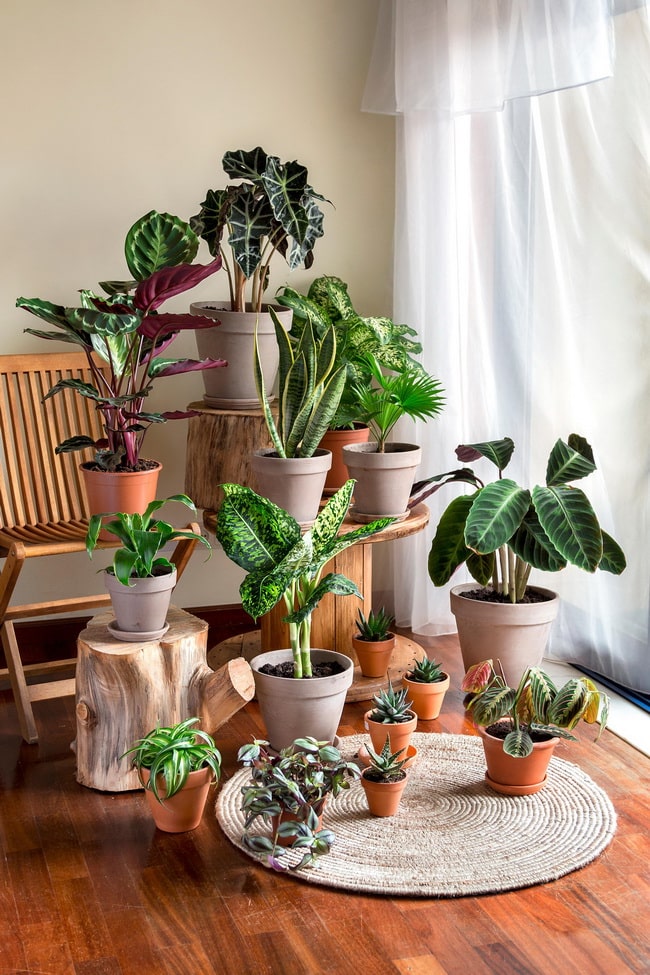 Cómo decorar tu casa con plantas
