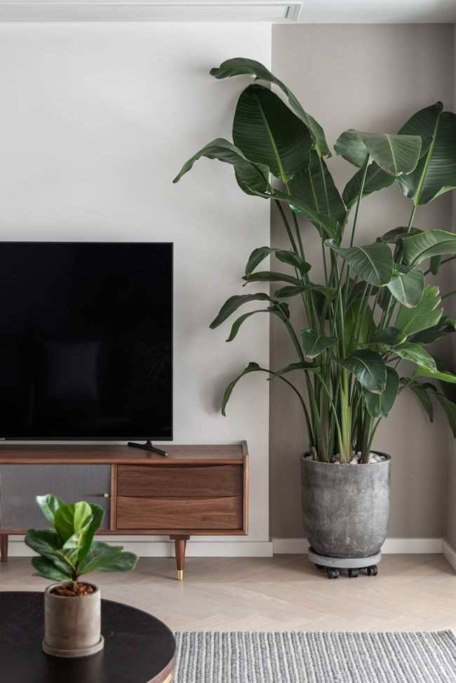 Plantas en el salón