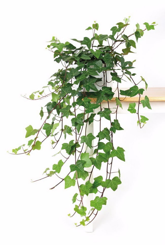 Plantas para otoño