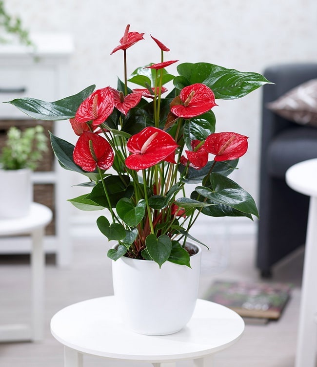 Plantas para otoño