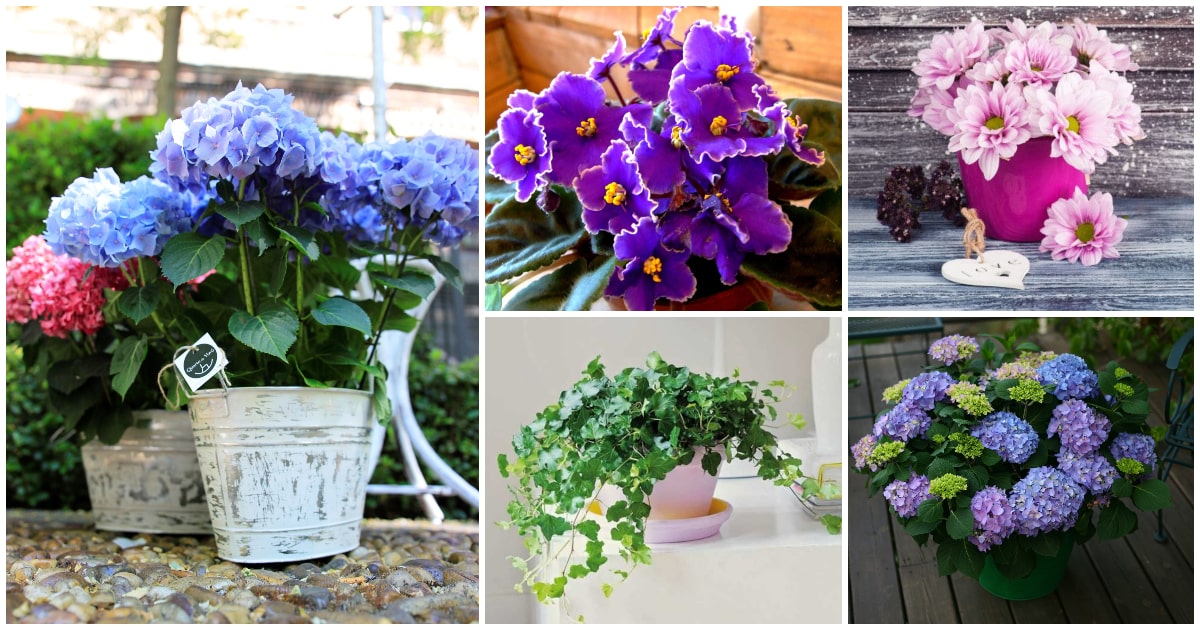Plantas ideales para el otoño