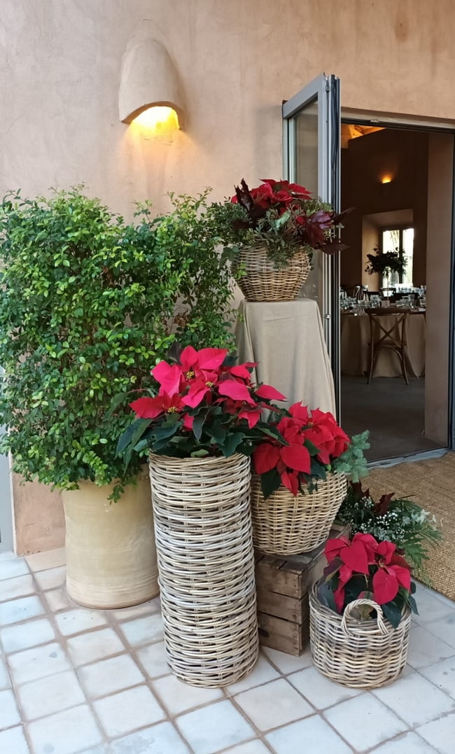 Ideas para decorar con plantas