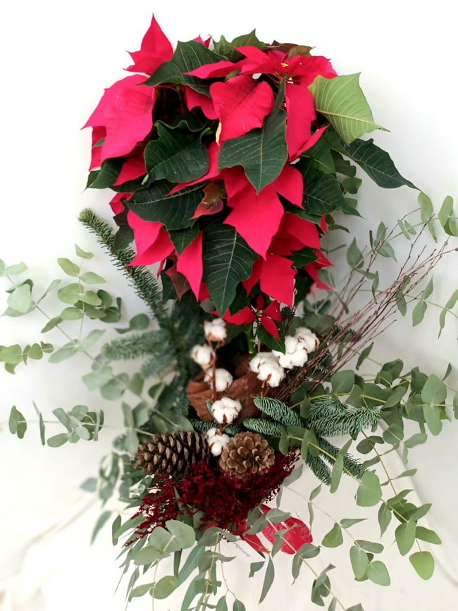 Plantas y flores para decorar tu casa en Navidad