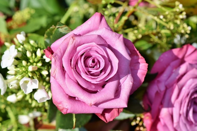 Las mejores plantas para sembrar en primavera Rosedales