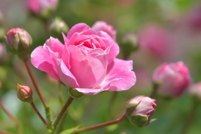 Las mejores plantas para sembrar en primavera Rosas
