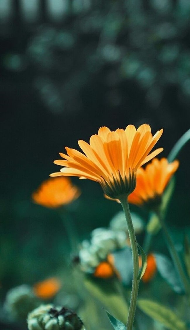 Caléndulas Las mejores plantas para sembrar en primavera