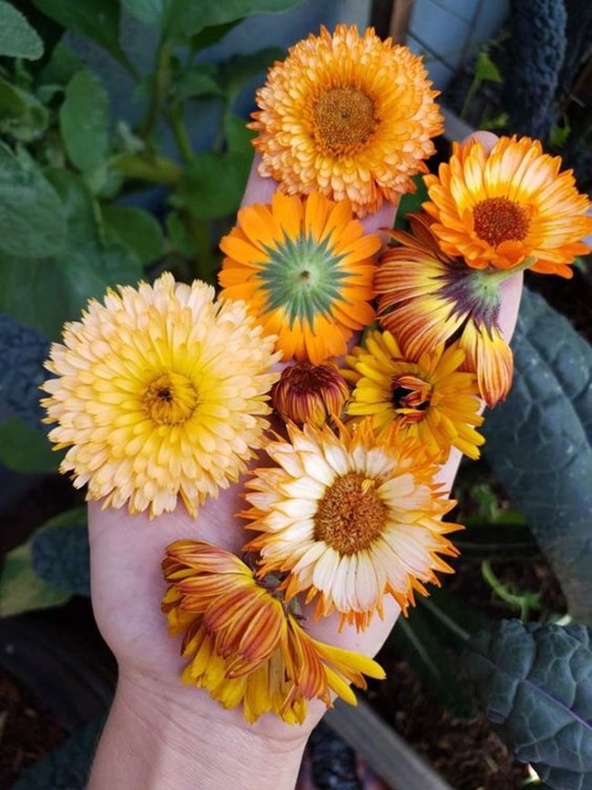 Las mejores plantas para sembrar en primavera Caléndulas