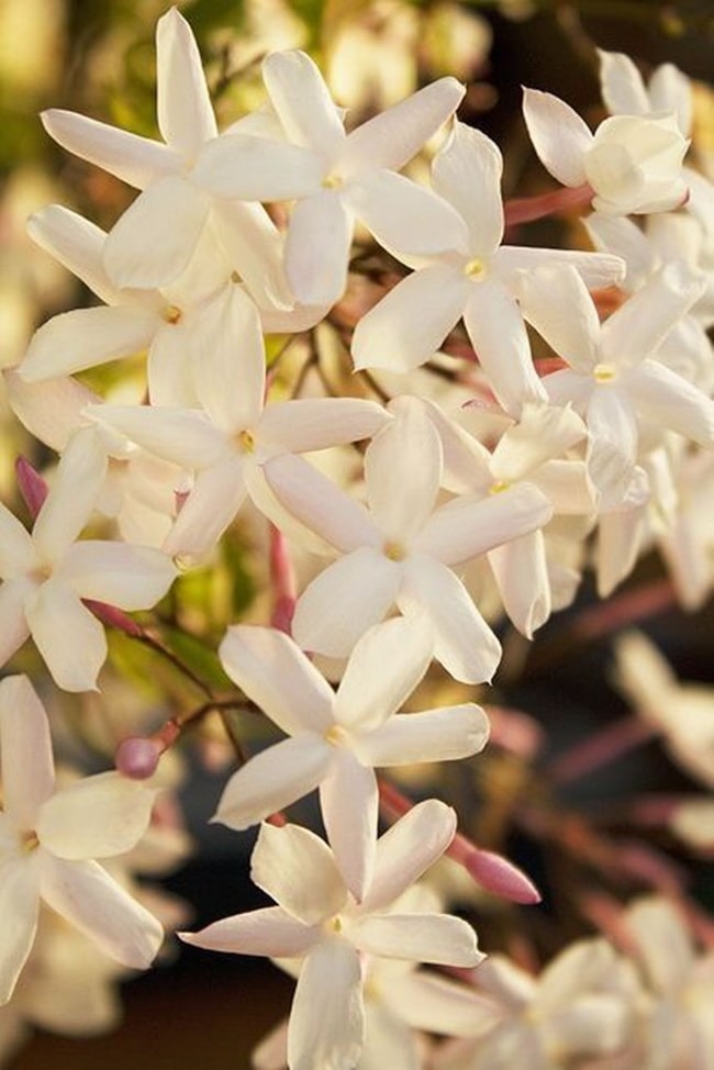 Jazmines Las mejores plantas para sembrar en primavera
