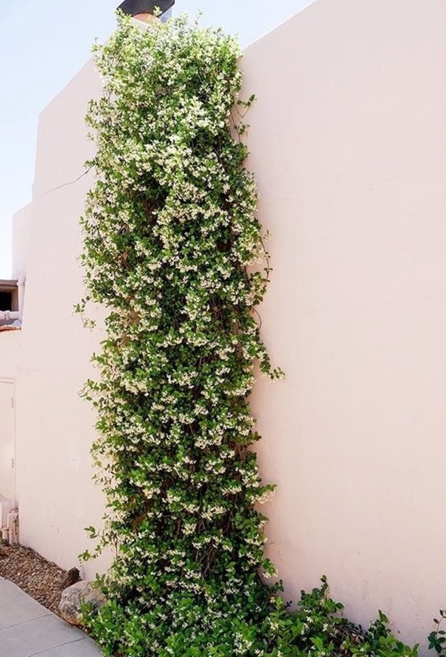 Las mejores plantas para sembrar en primavera Plantas enredaderas