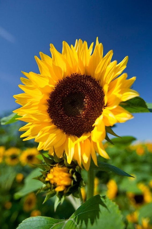Girasoles Las mejores plantas para sembrar en primavera