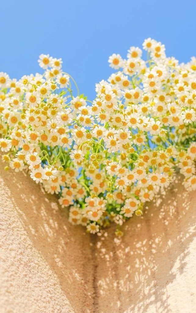 Las mejores plantas para sembrar en primavera Margaritas