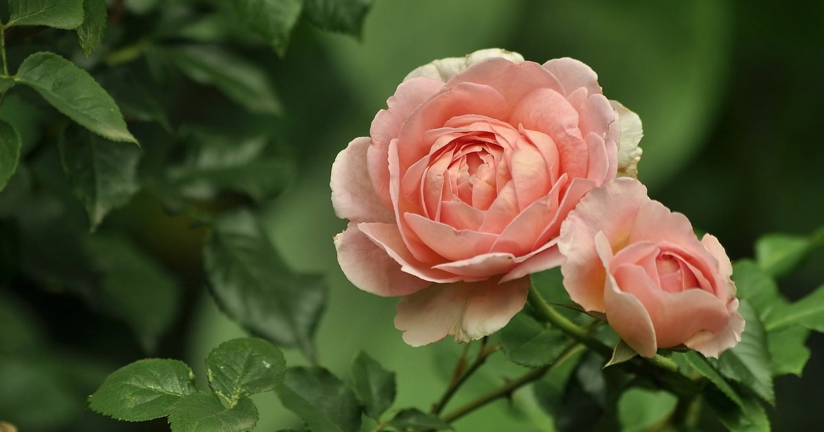 Rosas Las mejores plantas para sembrar en primavera