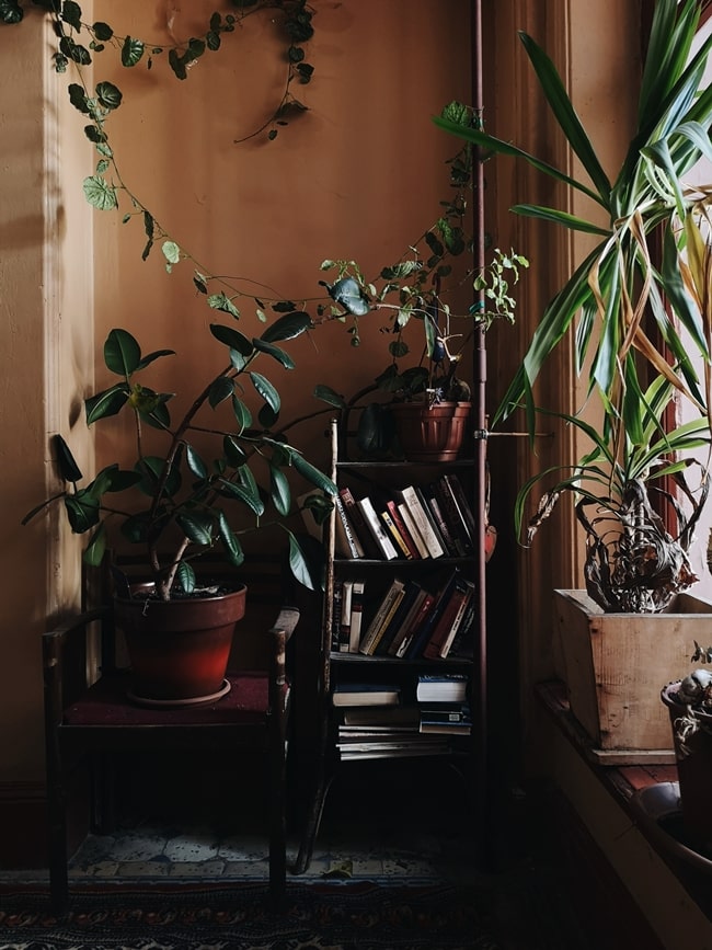 Plantas en interiores