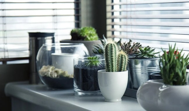 Plantas que dan flores