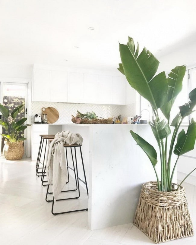 Plantas en cocinas
