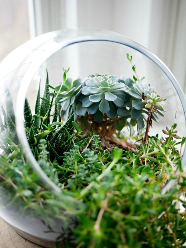 Plantas de interior para decorar