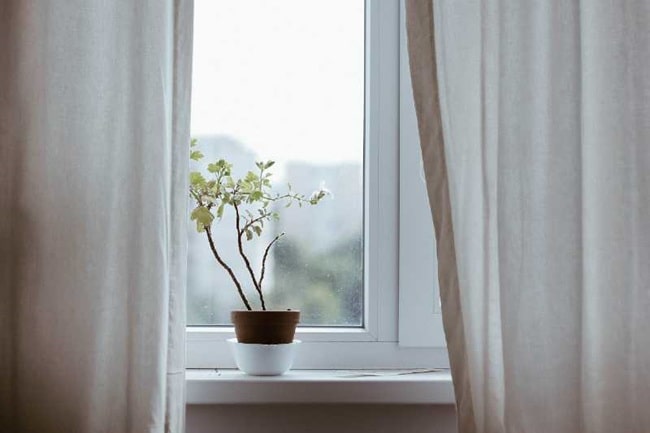 Planta junto a la ventana