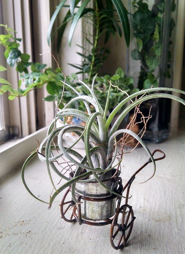 Cómo cuidar las plantas dentro del hogar