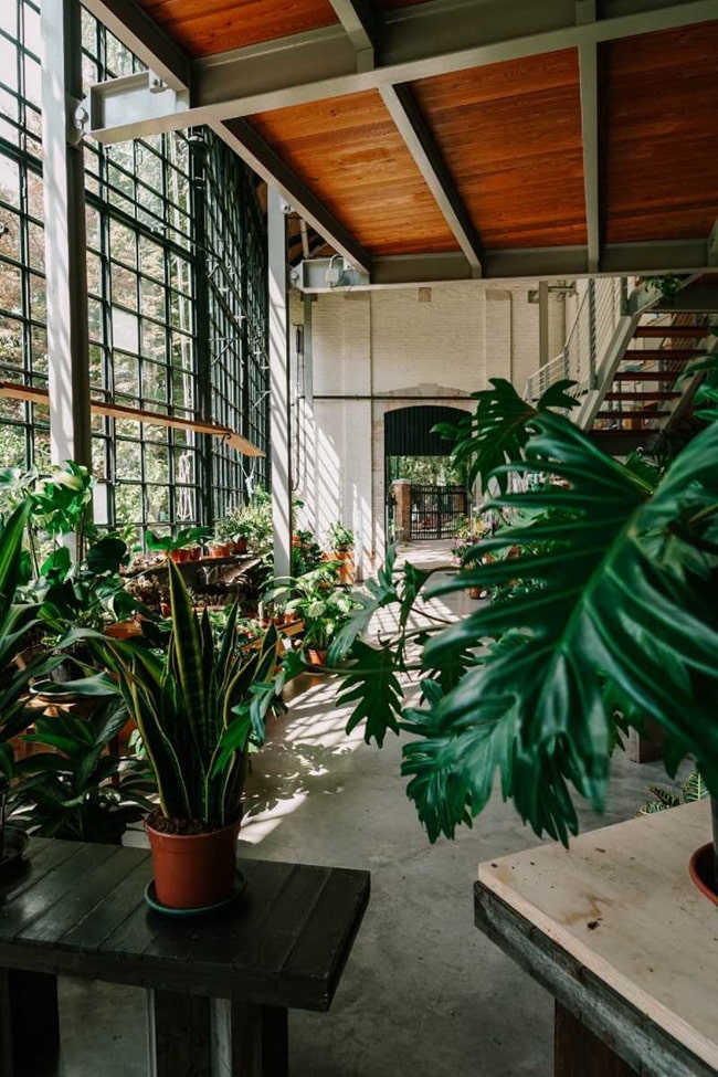 Interiores con muchas plantas