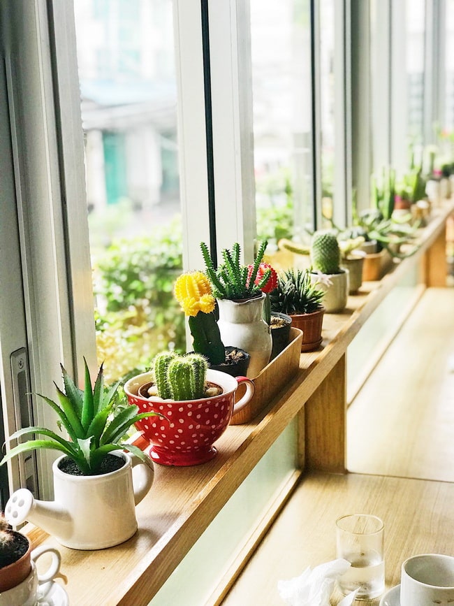 Cómo cuidar las plantas dentro del hogar
