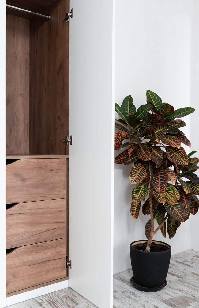 Plantas de hojas grandes