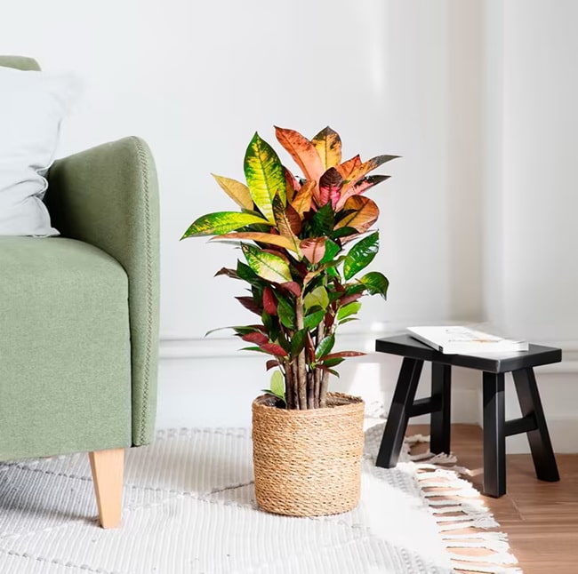 Crotón, la planta del otoño