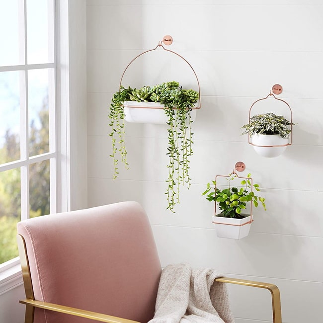Plantas para decorar
