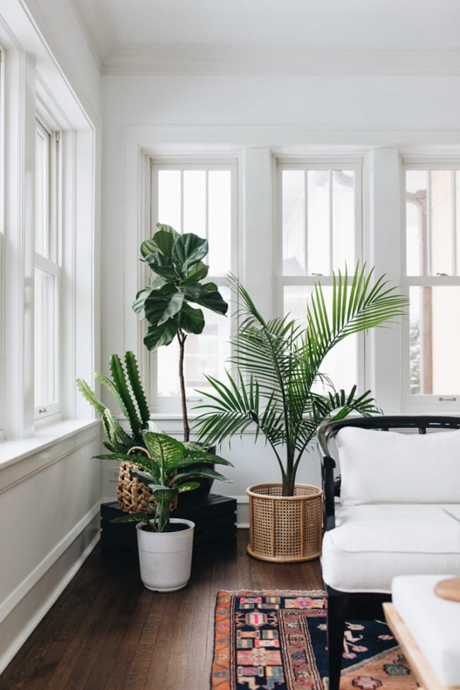 Plantas en la decoración interior