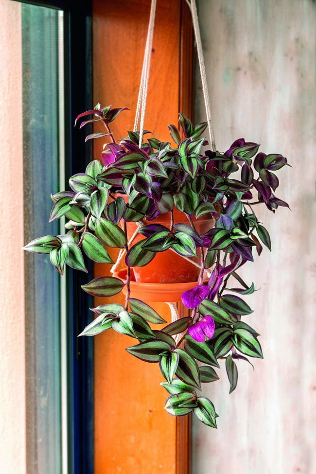 Trandescantia Zebrina