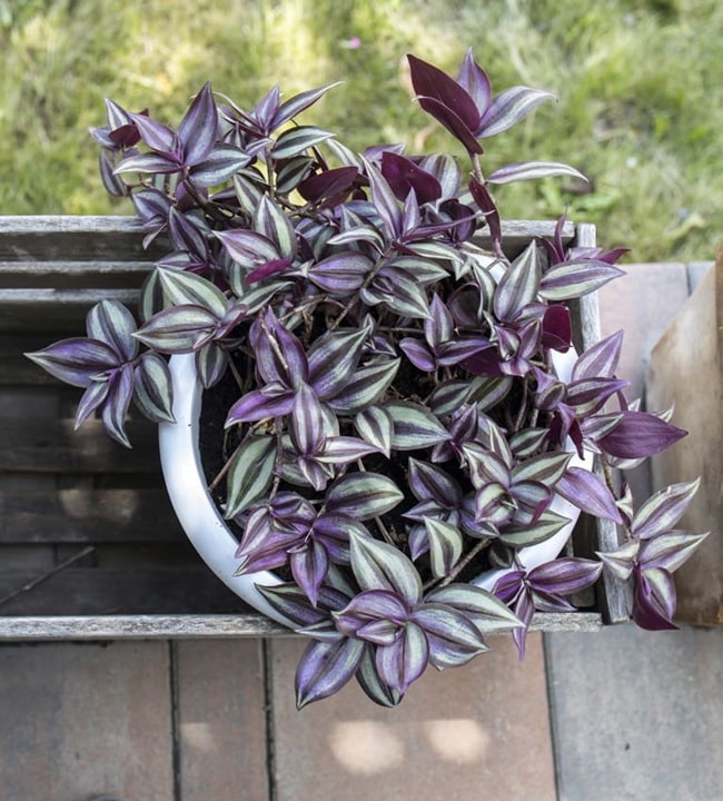 Plantas con hojas de color