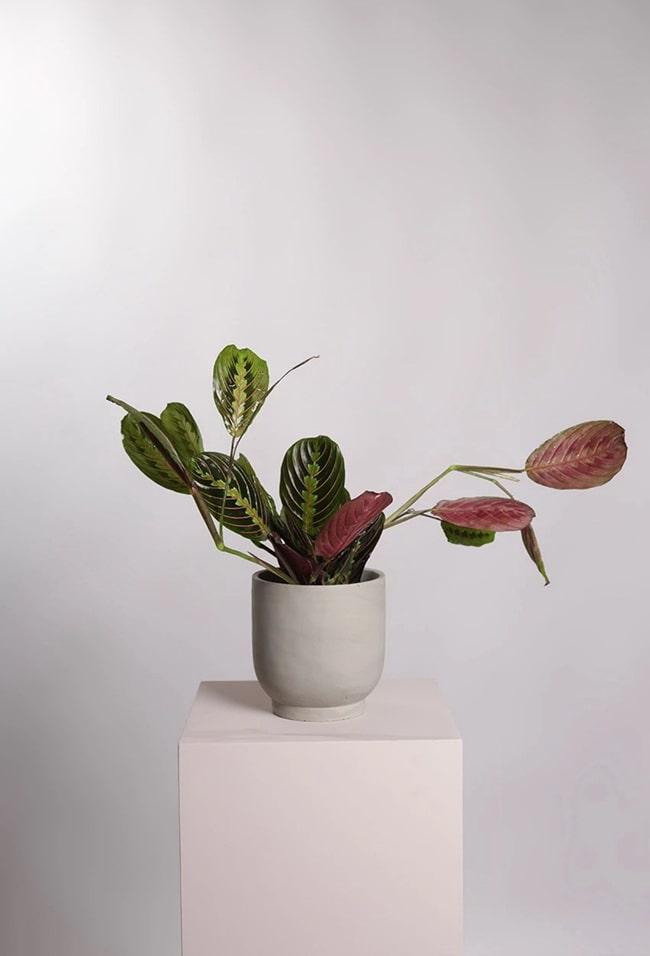 Maranta
