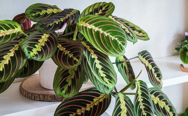 Plantas con hojas de color para decorar tus interiores