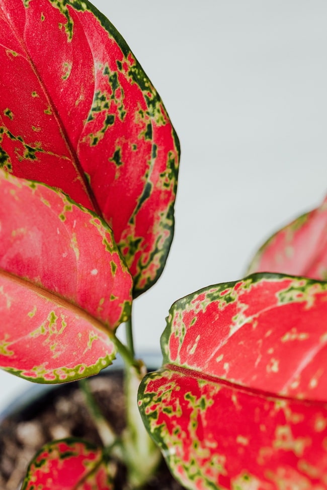 Plantas con hojas de color para decorar tus interiores
