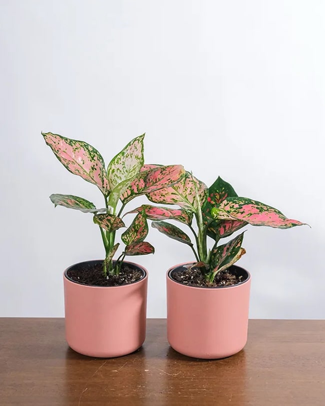 Aglaonema