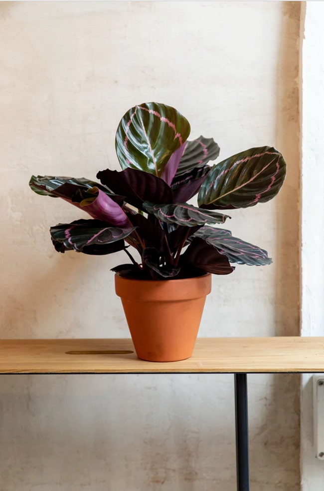 Plantas con hojas de color