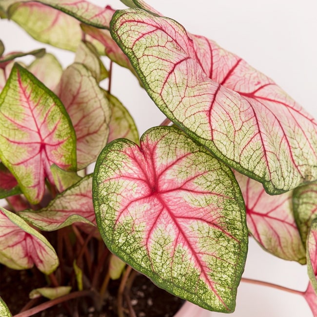 Caladium