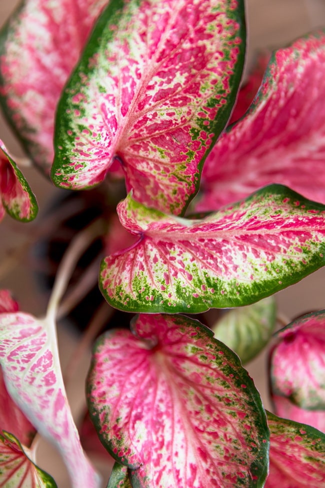 Plantas con hojas de color