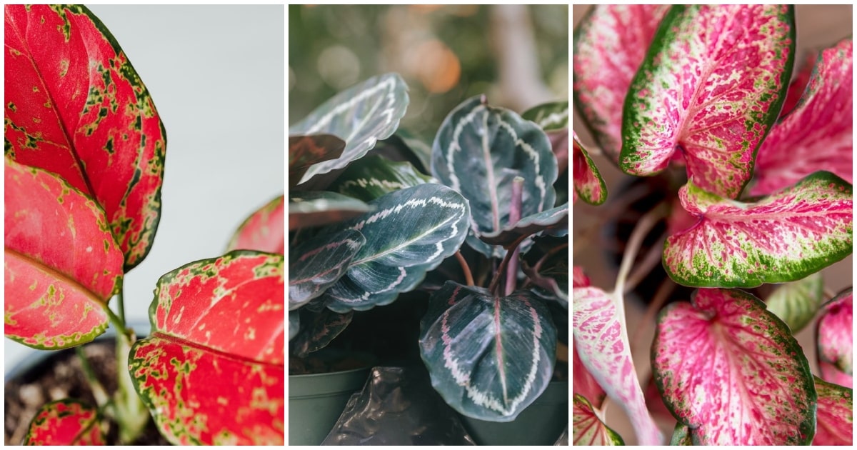 Plantas con hojas de color para decorar tus interiores