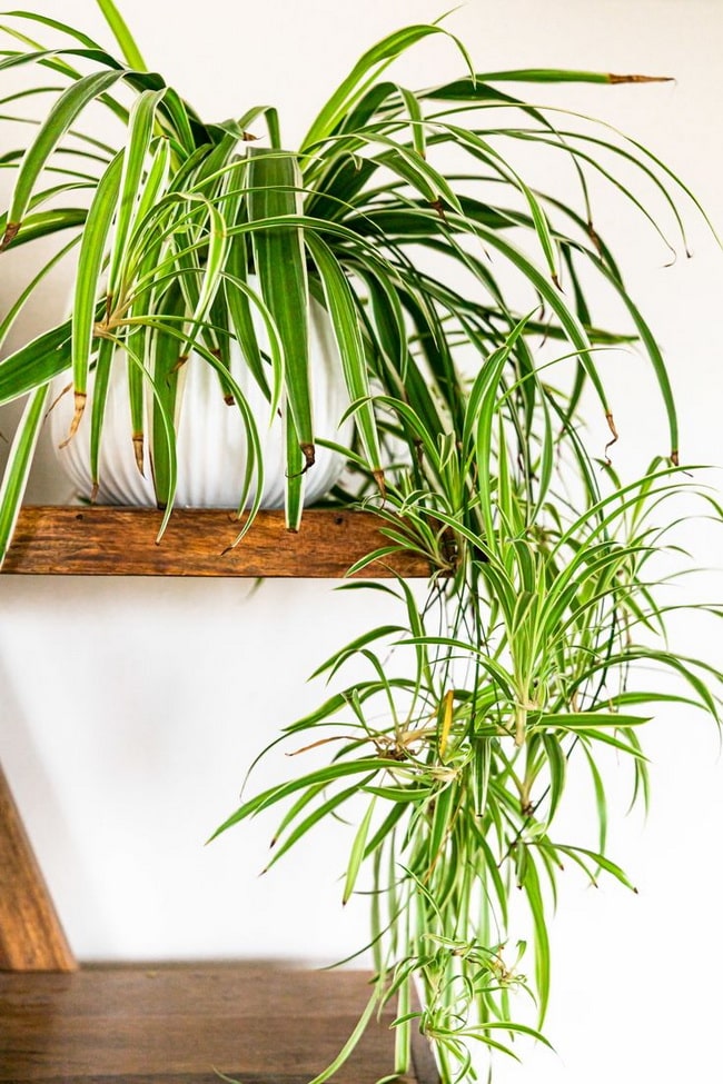 Plantas de interior que necesitan poca agua